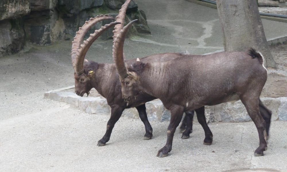 Steinbock